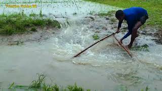 Really Amazing Push Net Fishing in Rainy Day  Best Fish Catch by Net। Awesome Net Fishing [upl. by Hitt]