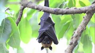 True Facts About The Fruit Bat [upl. by Carlyn470]