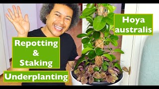 How to Repot Stake Up amp Underplant Hoya australis [upl. by Clava519]