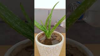 Benefits of aloevera plant indoor plants home gardening [upl. by Windsor]