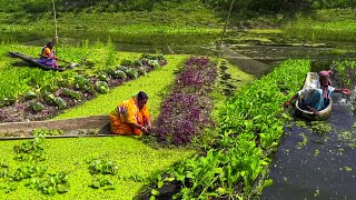 ভাসমান সবজি চাষ যশোরের কেশবপুরে  Panorama Documentary [upl. by Asseram]