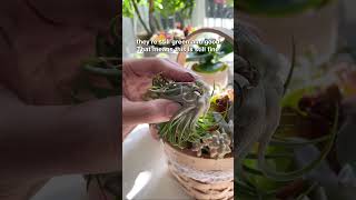 How to Tell if Your Air Plants Are Dying plants airplants houseplants [upl. by Ppik]