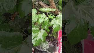 Watering the OkraTrip ni Eve youtubeshorts homegarden trendingshorts shortvideo bukidlife [upl. by Rayburn]