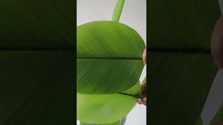 Calathea lutea artificial plant [upl. by Anitsyrc]