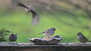 4K  White Crowned Sparrow Call Song Sights and Sounds while feeding [upl. by Lebar]