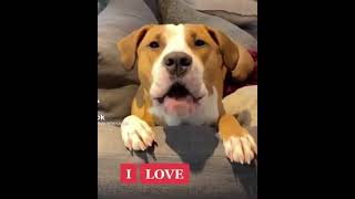 Adorable Dog Saying I Love You Will Melt Your Heart  Dog Said I love You [upl. by Yesdnik]