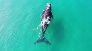 4K Ocean Views Keurboomstrand and Robberg Plettenberg Bay South Africa [upl. by Nita224]