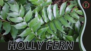 HOLLY FERN Information and Growing Tips Cyrtomium falcatum [upl. by Elrem265]