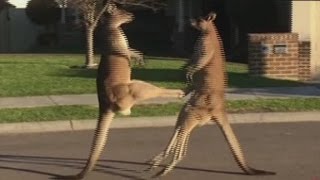 Kangaroos take their fight to the street [upl. by Kistner428]