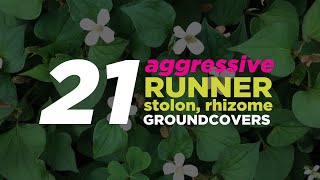 21 Invasive Runner  Stolon  Rhizome Ground Cover Plants [upl. by Stubstad776]