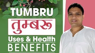 तुम्बरू Zanthoxylum armatum  Uses amp Health Benefits  Acharya Balkrishna [upl. by Liuka788]