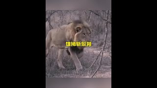 雄獅埋伏鬣狗野生動物零距離 解說版動物世界 [upl. by Iarised]