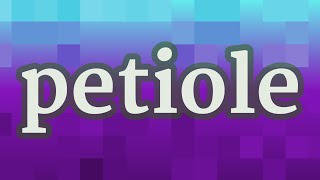 PETIOLE pronunciation • How to pronounce PETIOLE [upl. by Margarette]