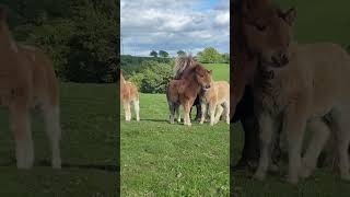 Shetland ponies nature 4knature youtubeshorts [upl. by Linson]