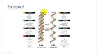 Differences between DNA and RNA [upl. by Aderfla225]