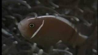 Clownfish and Sea Anemone Partnership  National Geographicflv [upl. by Pope986]