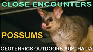 Close Encounters  Possums  a close look at the common brushtail possum at The Old Farm [upl. by Notsruht]