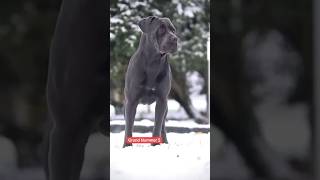 Fünf Gründe für einen canecorso information canecorsoitaliano hunderasse canecorsolove [upl. by Ruberta]