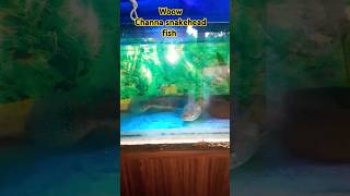 giant snakehead fish tank🦋channa shortsfeed snakehead fish shorts viralvideo channa fishtank [upl. by Dominik]