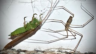 Can Cellar Spider Capture Katydid [upl. by Ennywg]