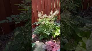 Goats beard Aruncus Diocicus garden gardening goatsbeard perennial ￼catherineshiddengarden [upl. by Trometer]