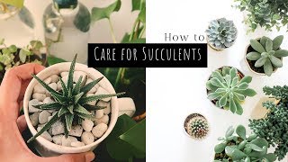 How to Care for Succulents in India  5 Simple Tips  Garden Up [upl. by Ariahs]