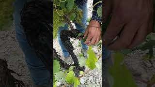 Explicación de formación viña viticultura vino campiña jerezana vegetacion cepa [upl. by Mahmoud]