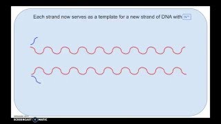 Semiconservative Replication [upl. by Nauqyt247]