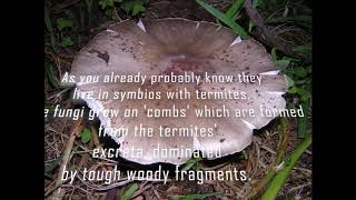 Termitomyces Termite fungus and why people usually fail when keeping macrotermitinae [upl. by Aihsikal]