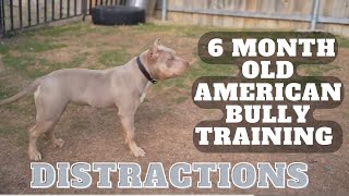 TRAINING 6 MONTH OLD AMERICAN BULLY  DISTRACTIONS [upl. by Alford]