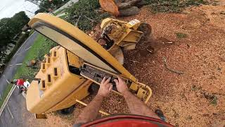 Making Money on Saturday Grinding a Stump [upl. by Hesky]