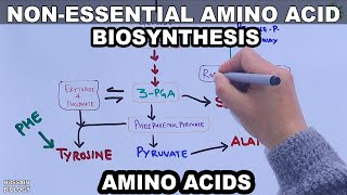 Biosynthesis of Non Essential Amino Acids  Basic Overview [upl. by Borroff399]