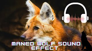 Maned wolf sound effectsManed wolf soundsWhat sounds do Maned wolf make [upl. by Eustache]