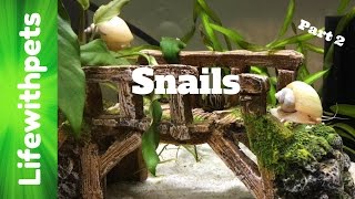 FAQ on Snails Part 2 [upl. by Atsillak12]