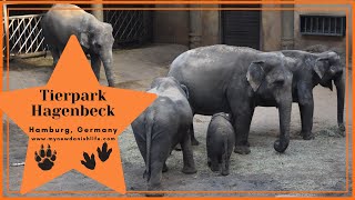 Visit Hamburgs Tierpark Hagenbeck  German Zoo  Things to Do in Hamburg Germany [upl. by Genie]