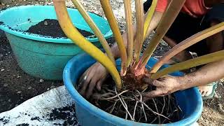 PHILODENDRON MELINONII  HOW TO TRANSPLANT MILLIONA [upl. by Parrish]