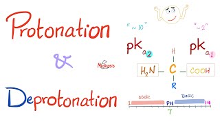 Amino Acids Part 3 pH and Pka  Biochemistry for MCAT DAT NEET [upl. by Tirma]