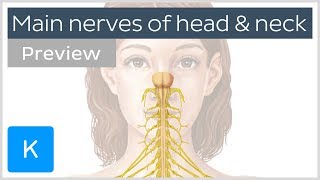 Main nerves of the head and neck preview  Human Anatomy  Kenhub [upl. by Lerrej318]