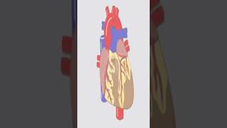 Blood Vessels assciated with heart Cardiovascular [upl. by Ahteres]