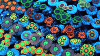 Zoanthid Identification  35 Different Types  CloseUp 4k Ultra HD [upl. by Graubert]