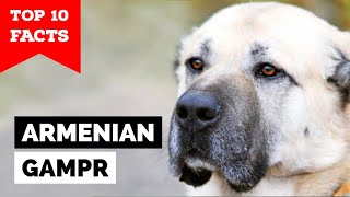 Armenian Gampr Dog  TOP 10 FACTS [upl. by Brittney986]