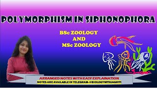 POLYMORPHISM IN SIPHONOPHORA POLYPMEDUSA BSC ZOOLOGY MSC ZOOLOGY 1SEMESTER  BIOLOGYWITHJAGRITI [upl. by Eads]