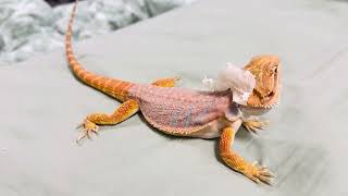 Bearded Dragon Shedding [upl. by Ikram]