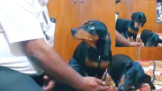 Dachshund Dog Crying for Food [upl. by Aisha]