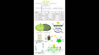 Photosynthesis Substances and Equation geneticteacher [upl. by Nahtnaoj]