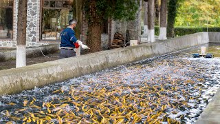 A Cosy Fish Farm For Breeding The Trout Here They Milk Caviar Directly From Live Fish [upl. by Aneehc]