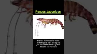 penaus Japonicus classification and commentary Kuruma prawn جمبري marine shorts explore [upl. by Dayna]