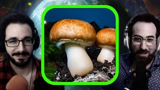 Mycelium Fungus  What Can We Learn from It [upl. by Monda]