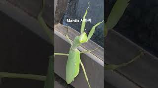 도심속 사마귀 mantismantodea 파브르곤충기insect여름방학곤충채집방학숙제 [upl. by Aihsoem520]