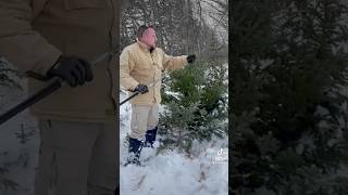 🎄Harvesting a christmas tree 🎄silkysaw from CanadianPrepper xmas winter fun [upl. by Llertnom]